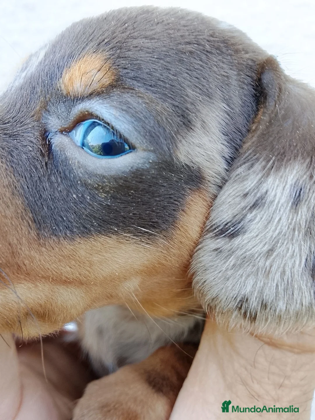 Teckel perros en venta: Cachorra de teckel  - Anuncio 2