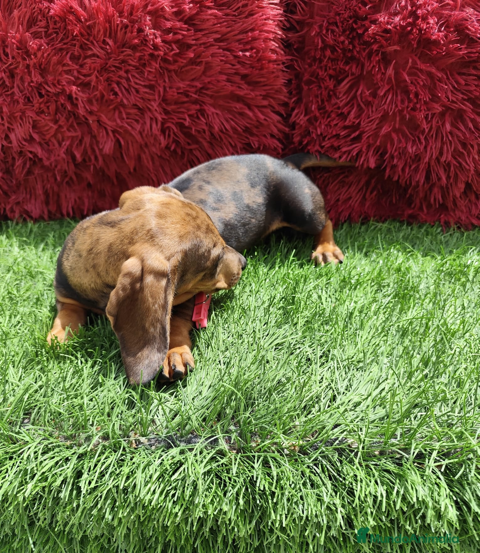 Teckel Miniatura perros en venta: Teckel Miniatura merle en Alicante - Anuncio 12