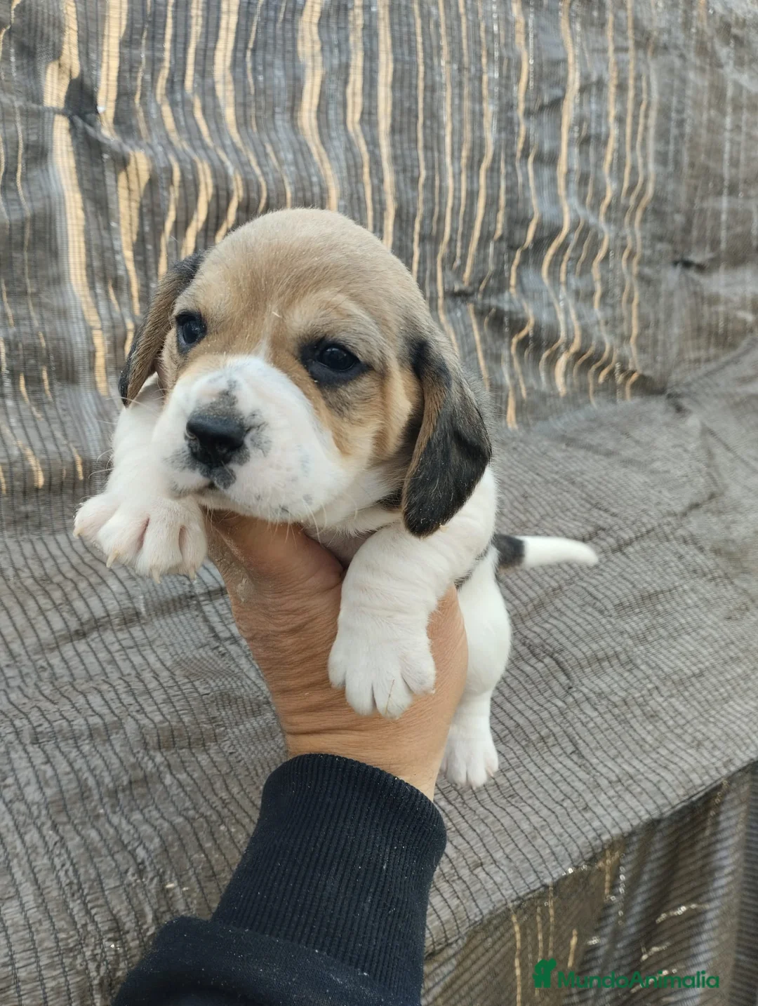 Beagle perros en venta: Beagle talla pequeña  - Anuncio 2