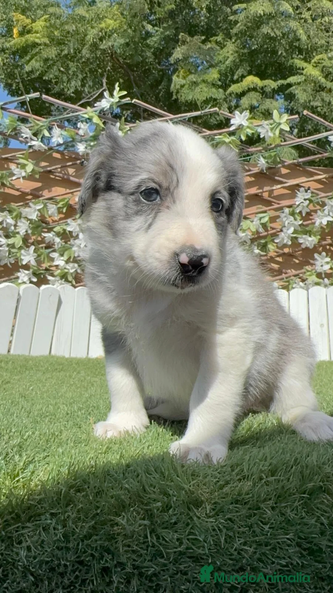 Border Collie perros en venta: BORDER COLLIE MERLE - HEMBRA - Anuncio 2