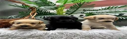Labrador Retriever perros en venta: LABRADOR RETRIEVER - Anuncio 10