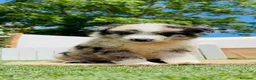 Border Collie perros en venta: BORDER COLLIE  - Anuncio 8