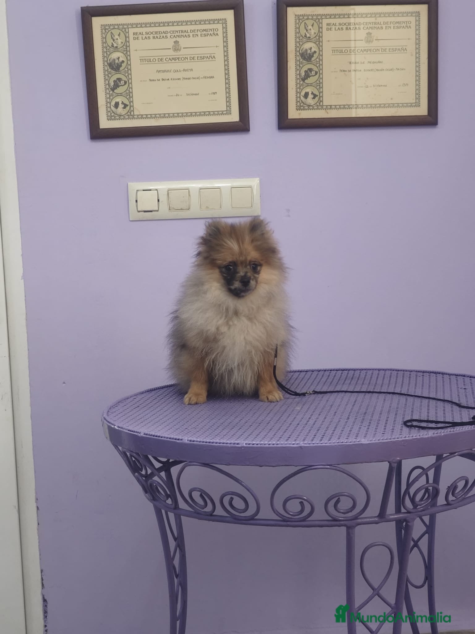 Pomerania perros POMERANIA LULU de cara ATIGRADA - Anuncio 1