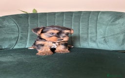Yorkshire Terrier perros en venta: yorkshire  - Imagen 3