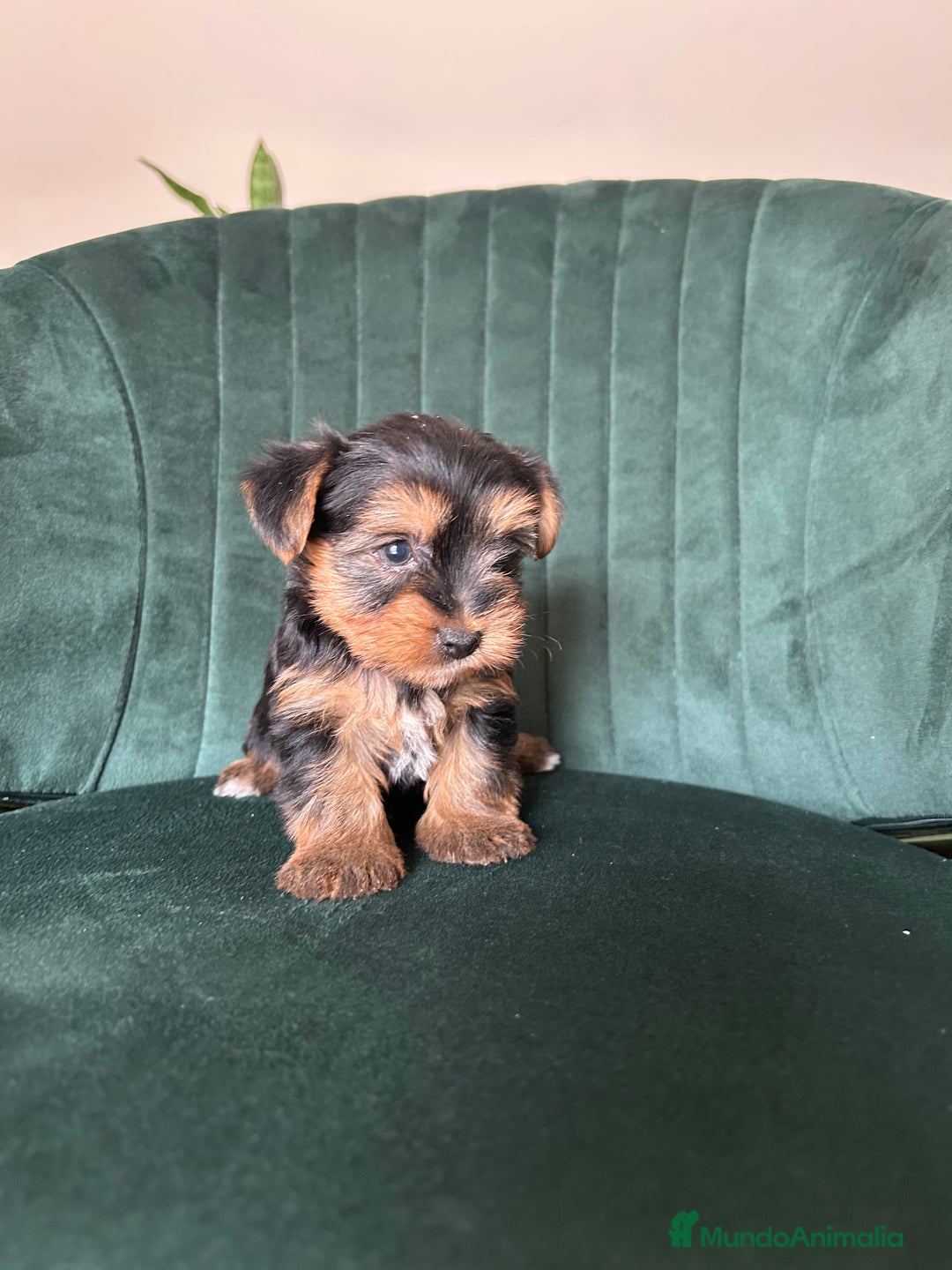 Yorkshire Terrier perros en venta: yorkshire  - Imagen 3