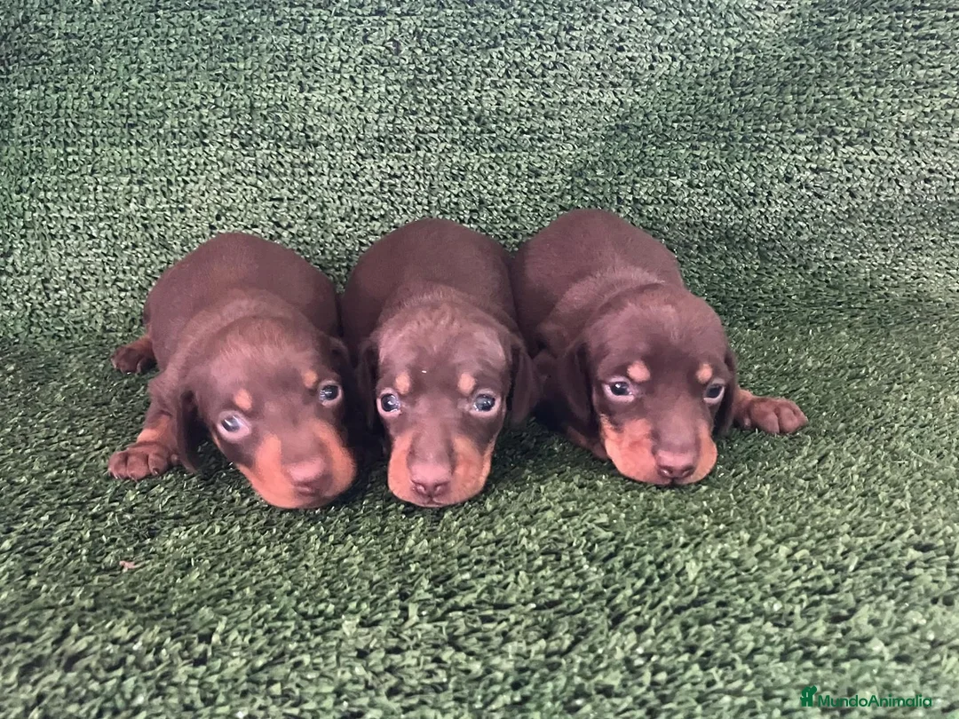 Teckel Miniatura perros en venta: Teckel mini  - Anuncio 1