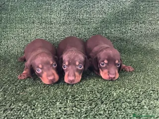 Teckel Miniatura perros Teckel mini - Anuncio 1