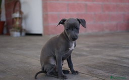 Pequeño Lebrel Italiano perros en venta: 🐾 Sirius y Selena – Galgos italianos blue 🐾 - Imagen 5