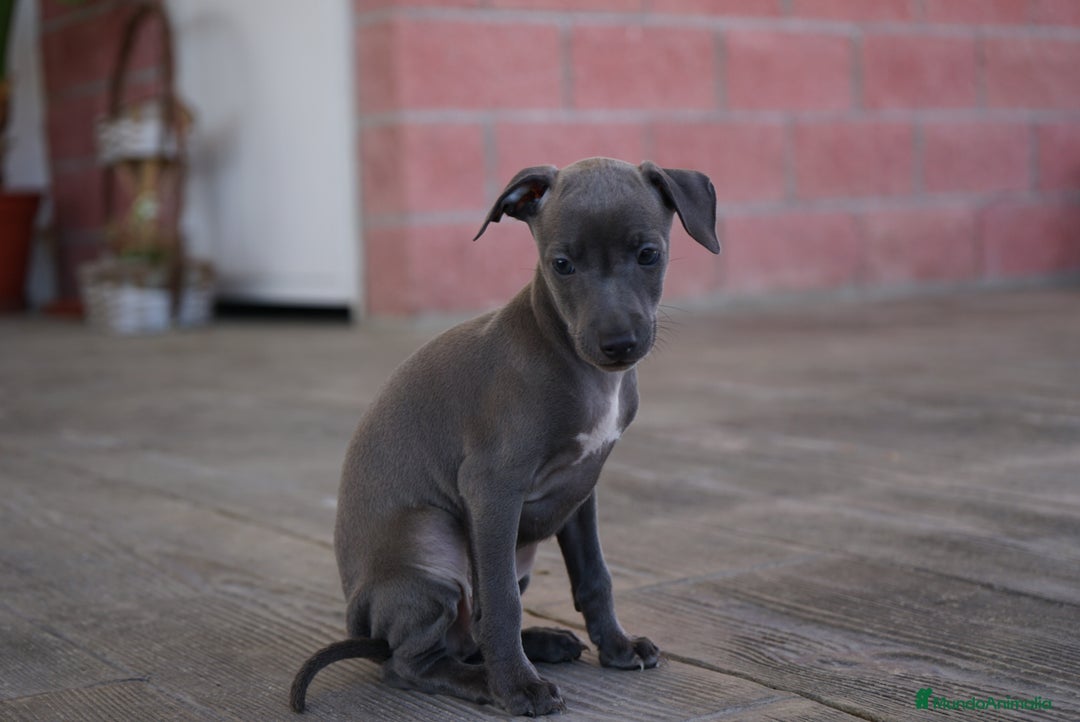 Pequeño Lebrel Italiano perros en venta: 🐾 Sirius y Selena – Galgos italianos blue 🐾 - Imagen 5