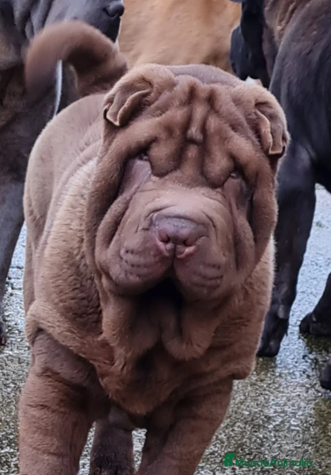 Imagen de galería {{count}}