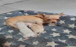 Chihuahua perros en venta: Chihuahua  - Imagen 2