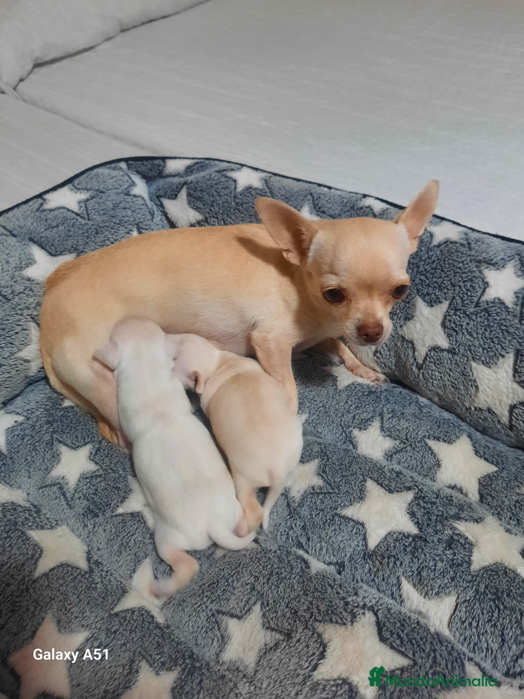 Chihuahua perros en venta: Chihuahua  - Imagen 2