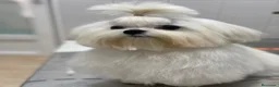 Bichón Maltés perros en venta: BICHON MALTES TOY - Anuncio 3