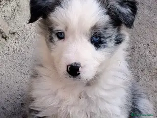 Border Collie perros Boder collie Móstoles - Anuncio 24