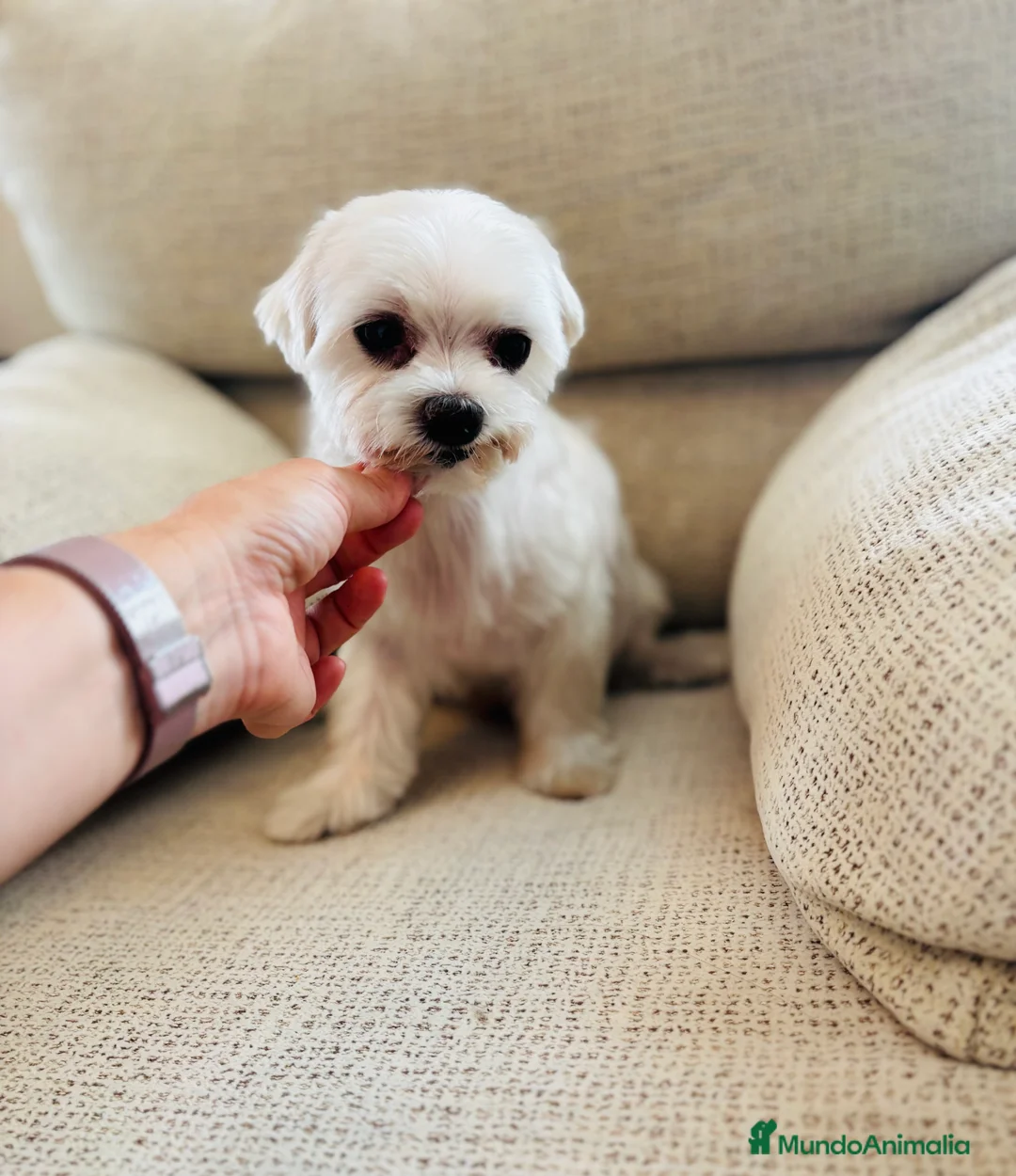 Bichón Maltés perros en venta: Bichon maltes hembra de nueve años - Anuncio 3