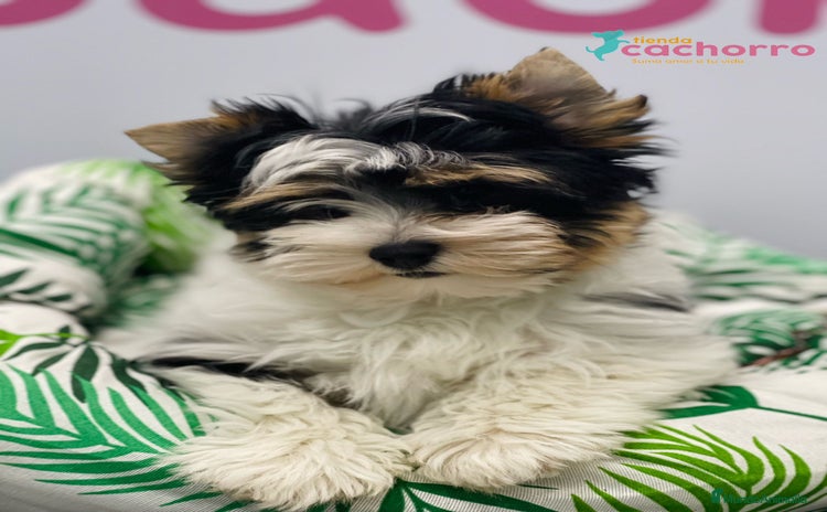 Biewer Yorkshire Terrier a la Pom Pon perros - Propaganda 9