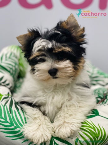 Biewer Yorkshire Terrier a la Pom Pon perros - Anuncio 1