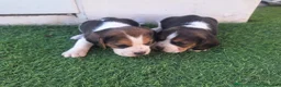 Beagle perros en venta: Beagle - Anuncio 2