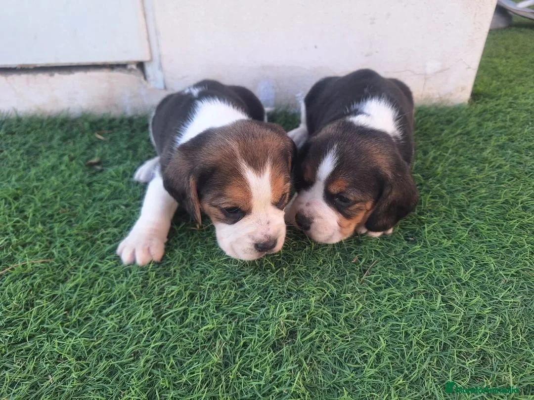 Beagle perros en venta: Beagle - Anuncio 2