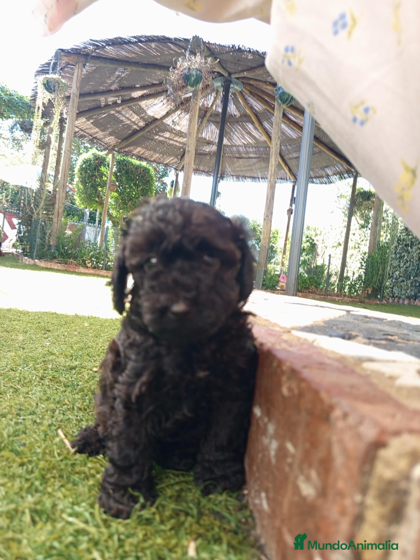 Raza Mixta perros Preciosa camada de caniches  - Anuncio 21
