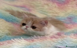 Exótico de Pelo Largo gatos en venta: Gatita  - Imagen 7