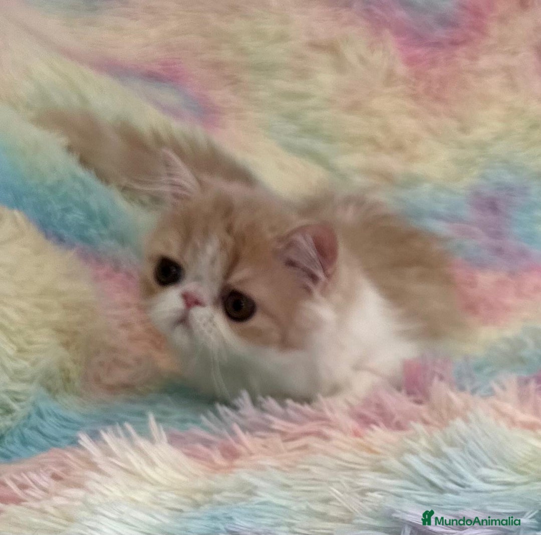 Exótico de Pelo Largo gatos en venta: Gatita  - Imagen 7