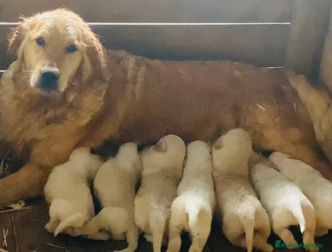 Golden Retriever perros en venta: Golden retriever - Anuncio 2