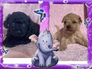 Caniche Toy perros Camada familiar de caniche toy - Anuncio 4