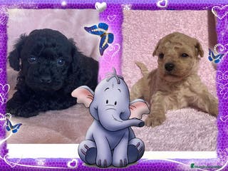 Caniche Toy perros Camada familiar de caniche toy - Anuncio 23