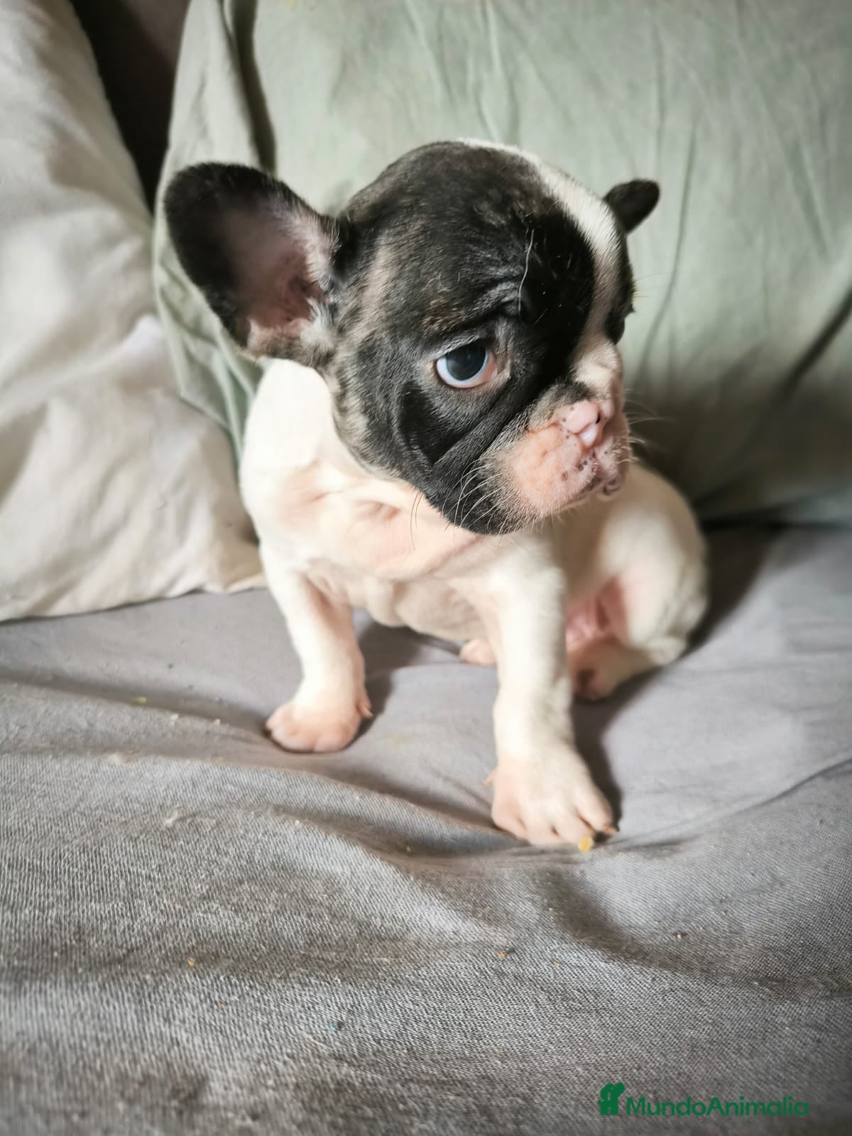 Bulldog Francés perros BULLDOG FRANCÉS MERLE en Madrid - Anuncio 2