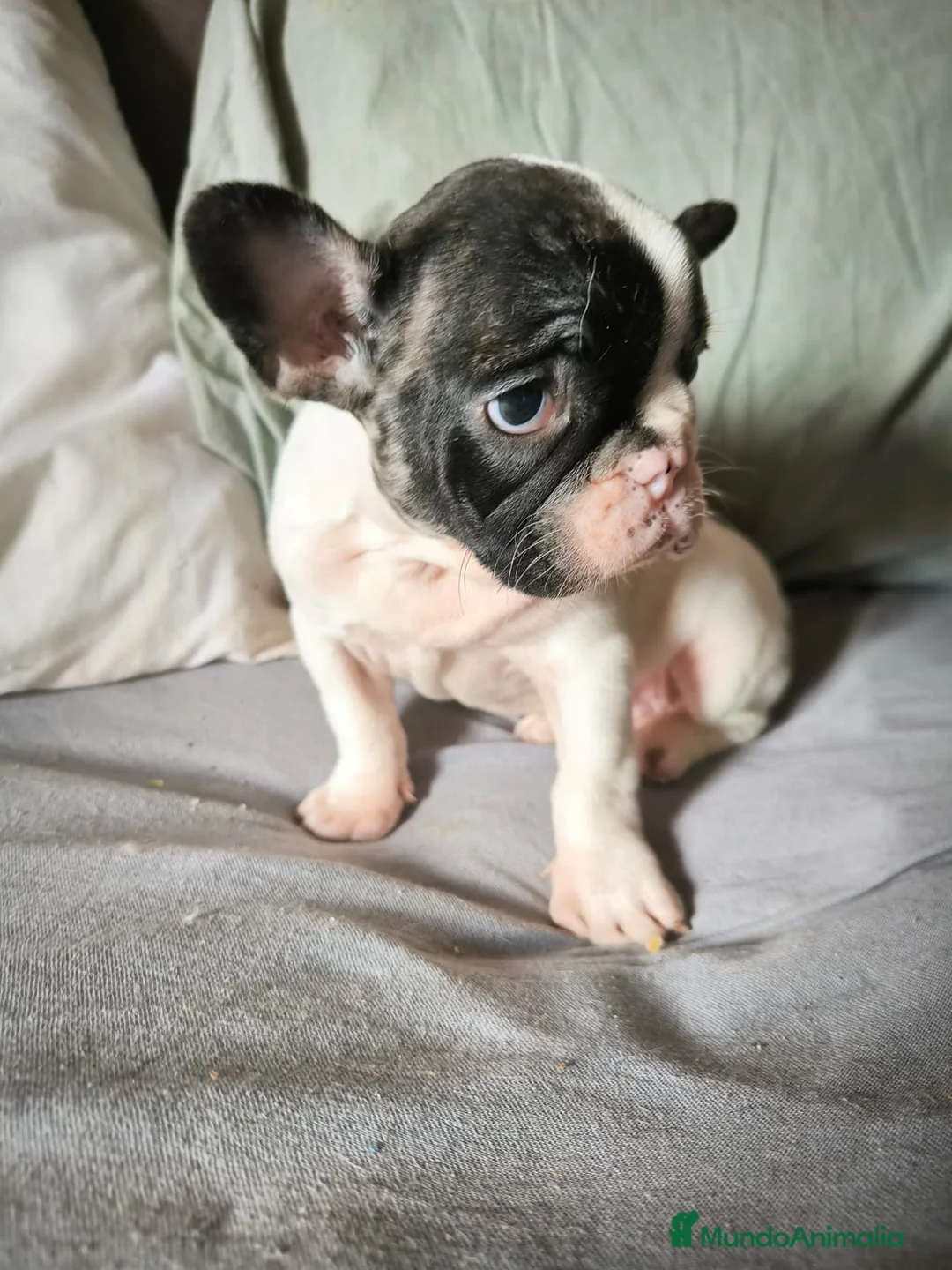 Bulldog Francés perros en venta: BULLDOG FRANCÉS MERLE en Madrid - Anuncio 2