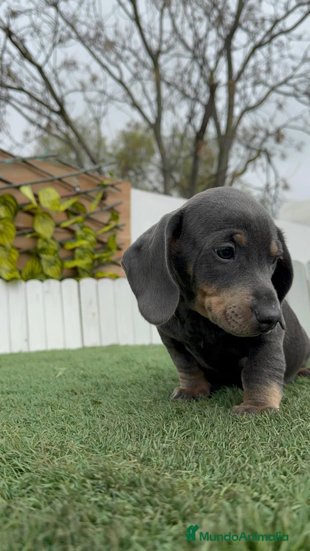 Teckel Miniatura perros en venta: TECKEL MINIATURA - Anuncio 9