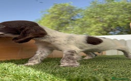 Cocker Spaniel Inglés perros en venta: COCKER SPANIEL RUANO - Imagen 13
