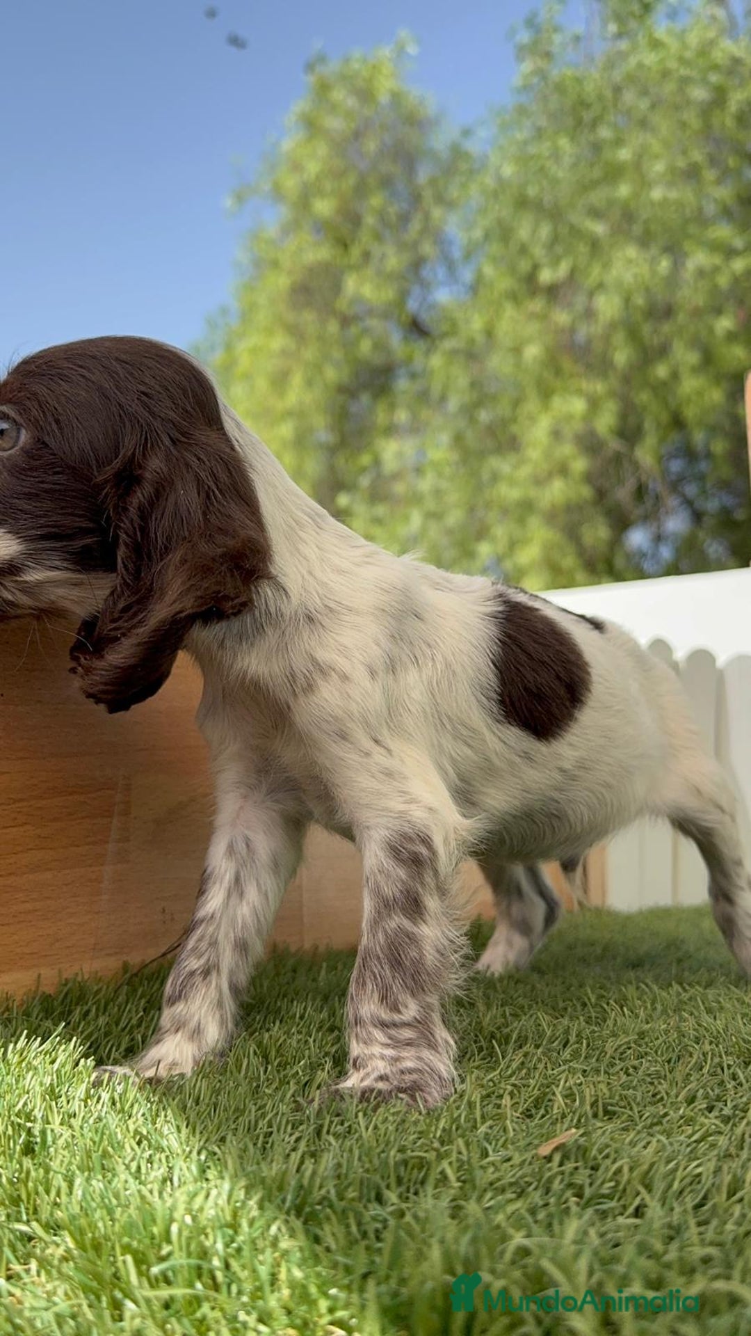Cocker Spaniel Inglés perros en venta: COCKER SPANIEL RUANO - Imagen 13