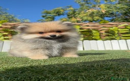 Pomerania perros en venta: POMERANIA - Imagen 13