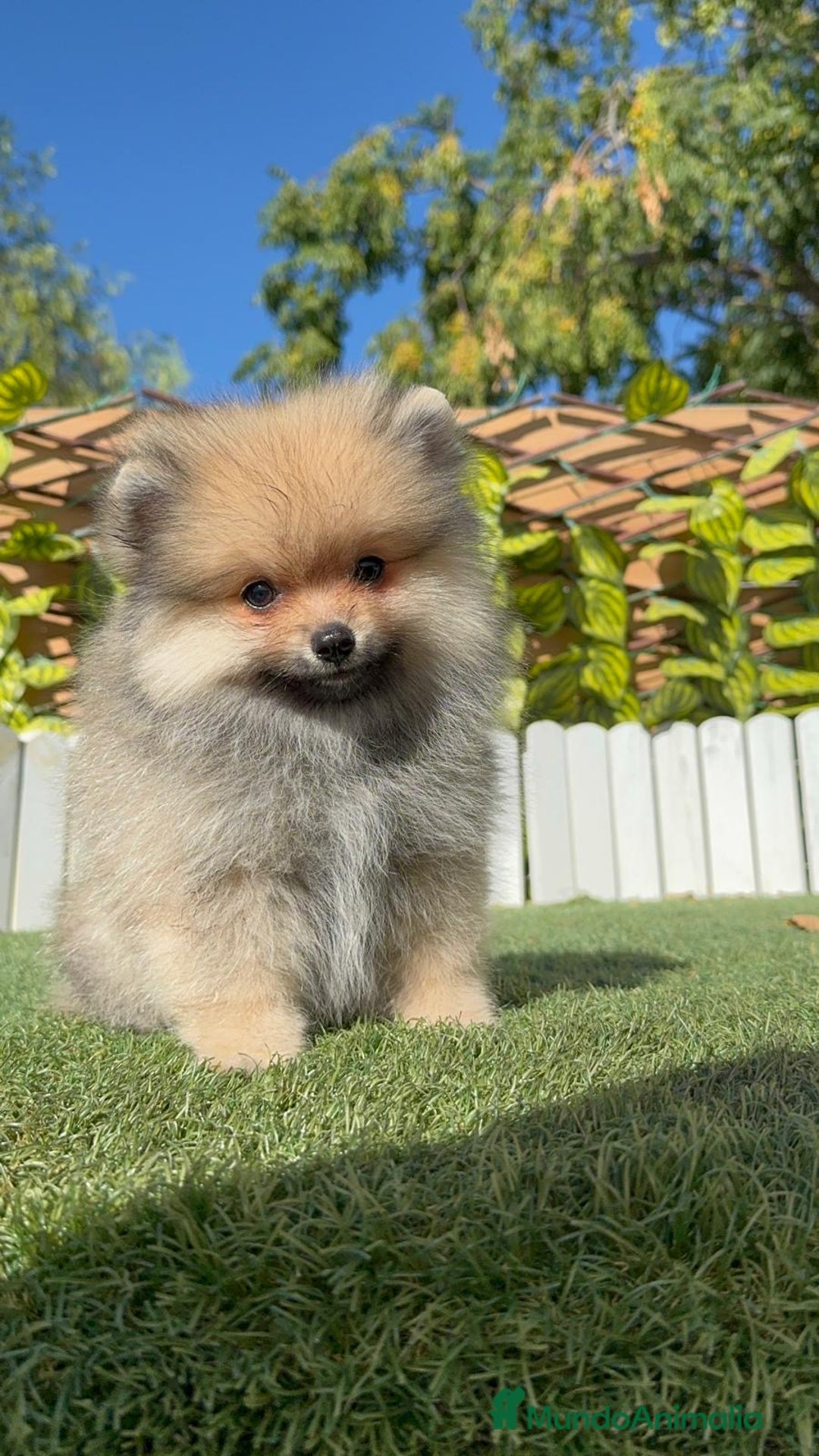 Pomerania perros en venta: POMERANIA - Imagen 13