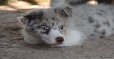 Border Collie perros - Anuncio 4