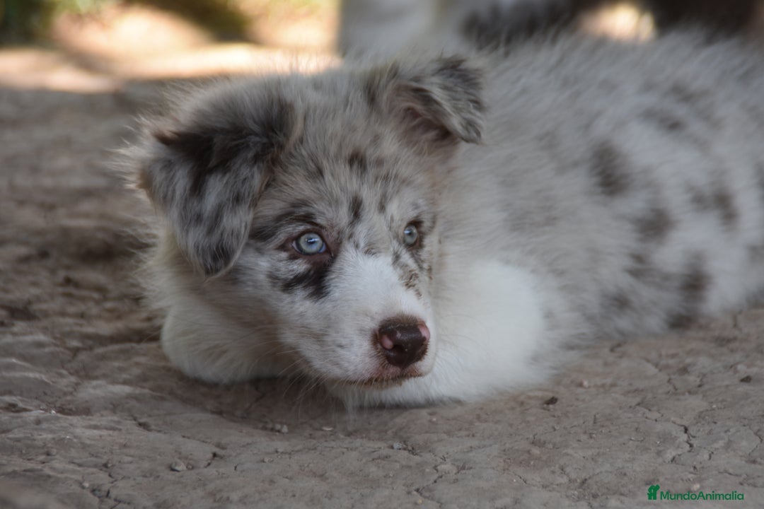 Border Collie perros en venta: MACHO rojo mirlo de Border Collie - Imagen 3