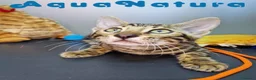 Bengalí gatos en venta: Bengali Hembra 4604 AQUANATURA - Anuncio 3