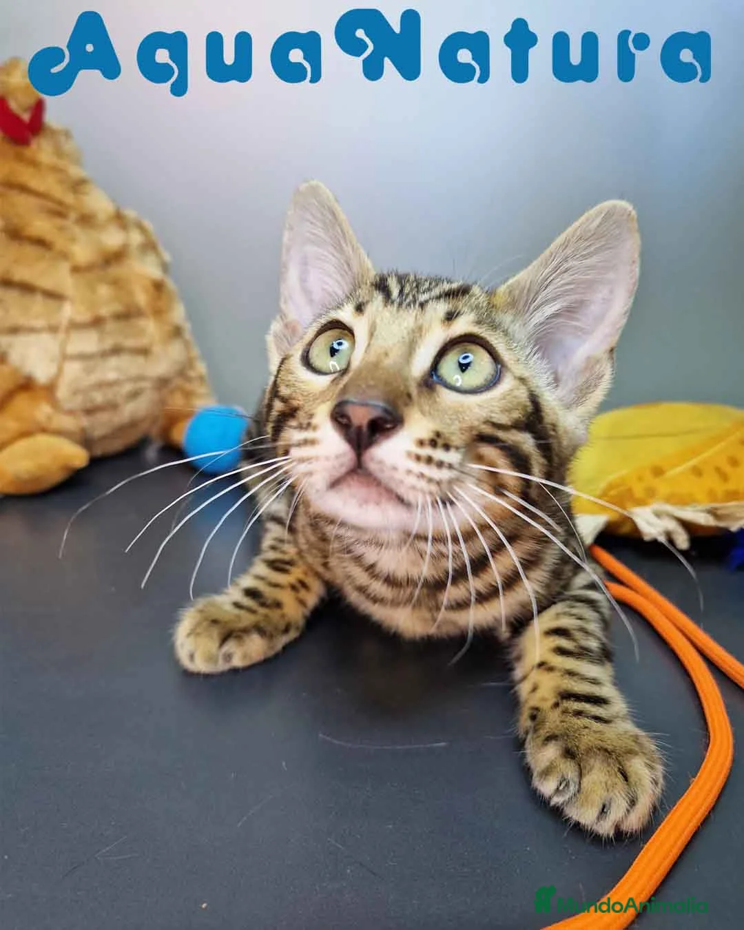 Bengalí gatos en venta: Bengali Hembra 4604 AQUANATURA - Anuncio 3