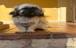 Pekinés perros en venta: Cachorro de pekinés imperial hembra  - Anuncio 10