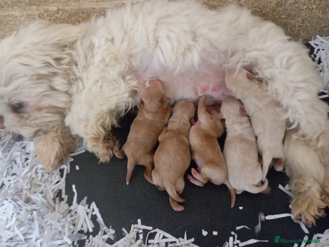 Maltipoo perros en venta: Cachorros de maltipoo toy - Anuncio 1