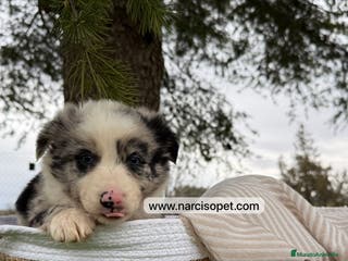 Teckel Miniatura perros PRECIOSOS BORDER COLLIE MERLE - Anuncio 1