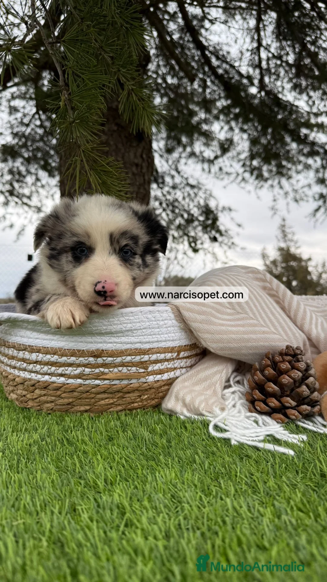 Teckel Miniatura perros en venta: PRECIOSOS BORDER COLLIE MERLE - Anuncio 1