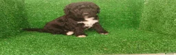 Perro de Agua Español perros en venta: Perros de agua - Anuncio 12