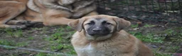 Mastín Español perros en venta: Cachorra de Mastin Español Ganadero - Anuncio 3