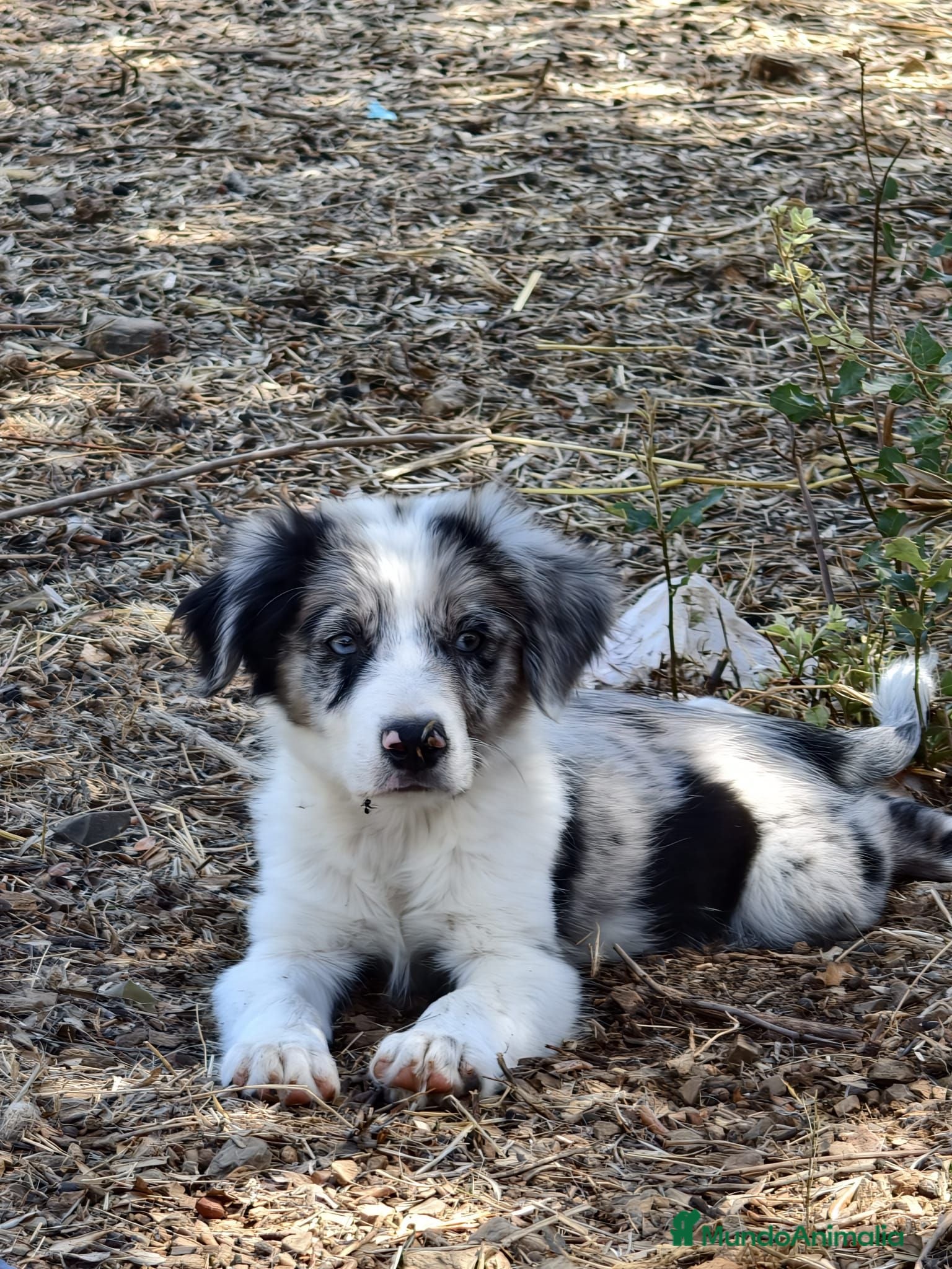 Border Collie perros Border collie - Anuncio 1