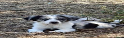Border Collie perros en venta: Border collie - Anuncio 1
