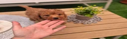 Caniche Toy perros en venta: Caniche toy  - Anuncio 13
