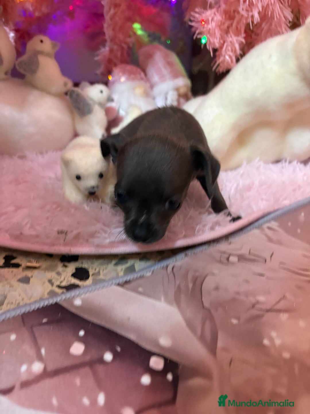 Chihuahua perros en venta: Chihuahua toy blue - Anuncio 6